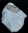 Bargain Flexicalymene Trilobite - D #3885-1